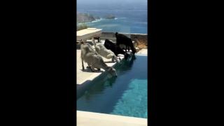 Μύκονος: Κατσικάκια κάνουν «ντου» σε βίλα για να πιουν νερό!