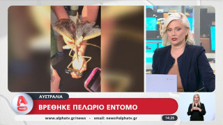 Το μεγαλύτερο έντομο του κόσμου μόλις ανακαλύφθηκε - Και σίγουρα δεν θυμίζει τίποτα άλλο