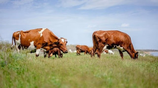 Φρίκη στη Νέα Ζηλανδία: Κτηνοτρόφος βίαζε σύζυγο και κόρη, καταγγελία και για κτηνοβασία!