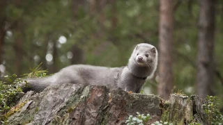 Φρίκη στην Καστοριά: Μινκ επιτέθηκε και ακρωτηρίασε ηλικιωμένη (vid)