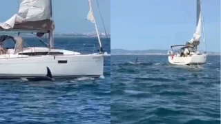 Χαμός με όρκες στην Πορτογαλία: Επιτέθηκαν σε δύο ιστιοπλοϊκά