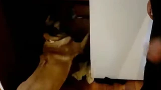 Θεσσαλονίκη: Ο IRIS μύρισε ένα κιλό κοκαΐνης και πέντε κιλά κάνναβης