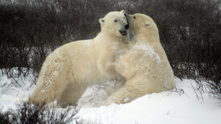 Ρωσία: Κατάληψη νησιού από πολικές αρκούδες (vid)