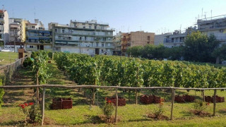 Tο πρώτο κρασί του αστικού αμπελώνα του δήμου Θεσσαλονίκης