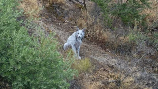 Μοναδική στιγμή: Φωτογράφισε μυθικό αλμπίνο-λύγκα!