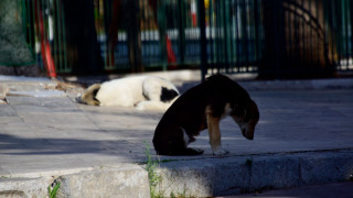 Αγέλη αδέσποτων επιτέθηκε σε 14χρονη: «Από την Πυλαία... ως την Καλαμαριά»