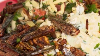 Καφέ που σερβίρει πιάτα... με ακρίδες και σκουλήκια