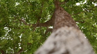 Χαλκιδική: Νεκρός 79χρονος που καταπλακώθηκε από κορμό δέντρου