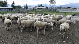 Ευλογιά των αιγοπροβάτων: Δεν υποκαθιστά τα μέτρα βιοασφάλειας ο εμβολιασμός