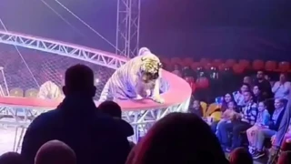 Ρωσία: Στιγμές τρόμου σε τσίρκο-Τίγρης βρέθηκε μεταξύ των θεατών (vid)