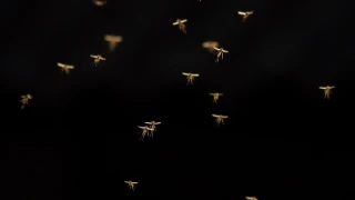 Η μόνη χώρα στον κόσμο που δεν είχε κουνούπια, υπέκυψε