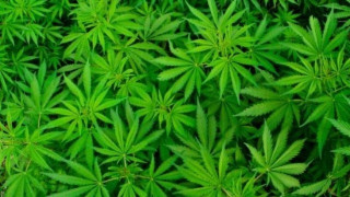Κάνναβη: Μην                                την καπνίσετε, πιείτε την!