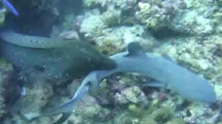 Σμέρνα εναντίον καρχαρία, ποιος είναι θήραμα και ποιος ο κυνηγός; ! (VIDEO)