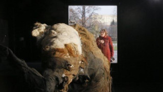 Γνωρίστε την Γιούκα, ένα μαμούθ 39.000 ετών! (video)