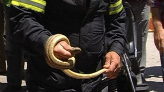 Φίδια σε γήπεδο ποδοσφαίρου              στην Κοζάνη!