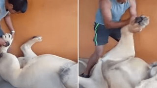 Aνδρας κάνει μασάζ σε λιοντάρι! (video)